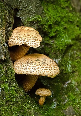 蘑菇,季節(jié),秋