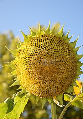向日葵,花,花的