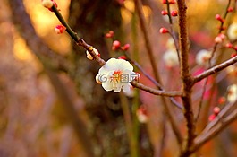 梅花,日本,鲜花