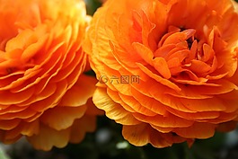 毛茛,亞洲,花
