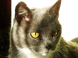灰色的小猫,宠物,动物