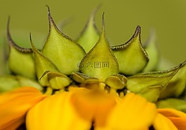向日葵,特寫(xiě),黃色