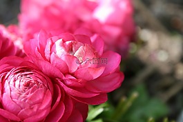 毛茛,亞洲,花
