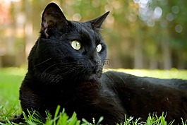 猫,黑,弗利纳