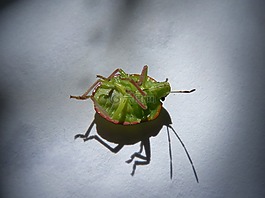 藻绿,我pentatomid,bug hedionda