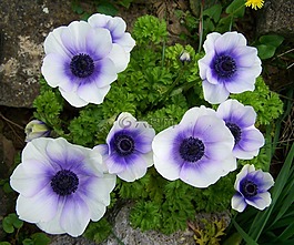 玫瑰的微風(fēng),藍(lán)色和白色的花朵,庭園