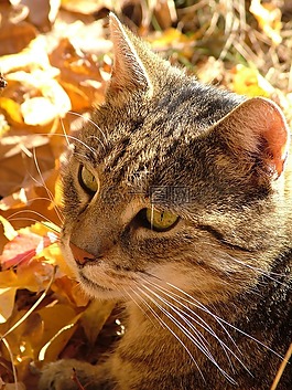 宿醉,動物,貓
