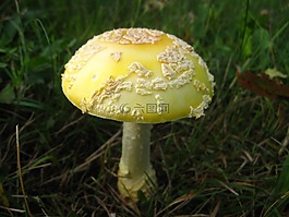 蘑菇,鹅膏菌 flavoconia,自然