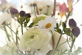 花開花,葉子,白