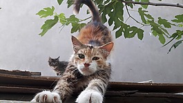 猫,主猫,爪子