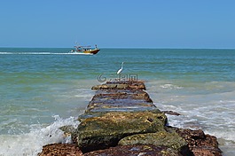 鳥,海洋,船