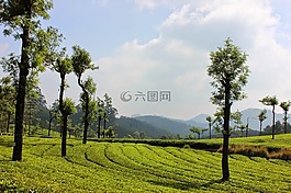 景觀,自然,樹