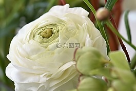 花開花,葉子,白