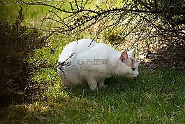 猫,在徘徊,白
