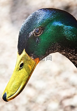 鴨,鴨頭,鳥