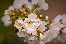 花,花束,白色