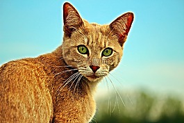 猫,mieze,rassekatze