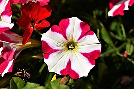 开花,surfinien,关闭