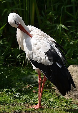 鸛,鳥(niǎo),白鸛