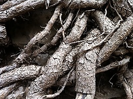 根,樹,性質(zhì)