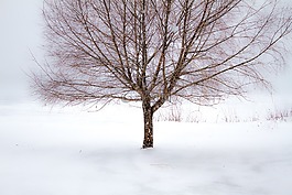 冬天,樹(shù),雪