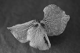 開花,葉子,trockenblume