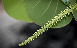 植物區(qū)系,葉,自然