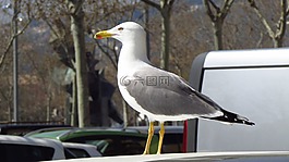 海鷗,汽車,行走
