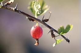 獼猴桃,水果,紅色