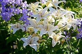 百合,花,白
