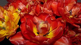 鮮花,郁金香,紅色
