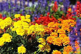 花园,花卉,昆虫