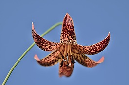 特克的帽百合,百合,花