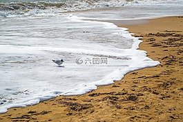 海,波,砂