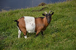山羊,農(nóng)場,動物