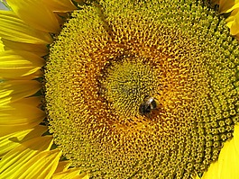 太陽(yáng)花,花,黃色