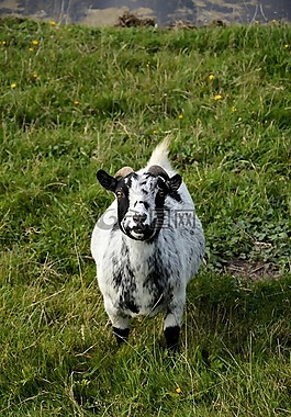 山羊,農(nóng)場,動物