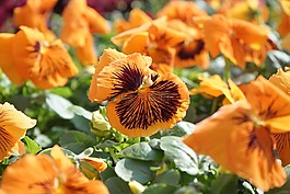 潘茜,花,開花