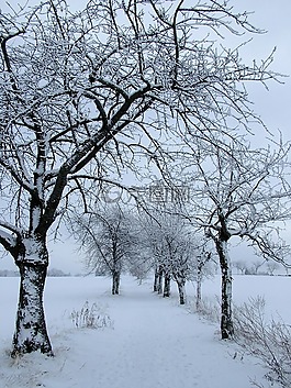 冬天,雪,树木