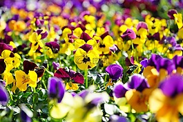 潘茜,花,開花