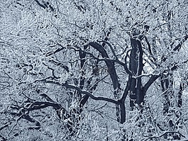 森林,冬天,雪