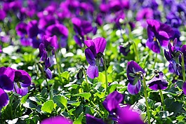 潘茜,花,開花