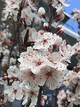 花,春,鮮花
