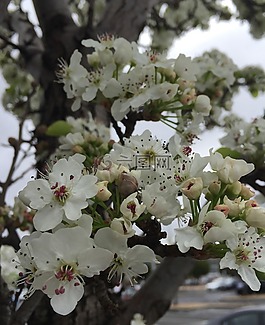 花,春,鮮花