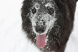 狗,樂趣,雪