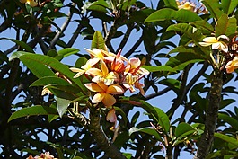 開花,花,黃色