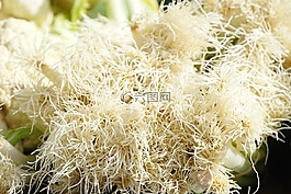 根,蔥,蔬菜