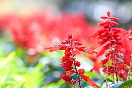 鮮花,如花,紅色花