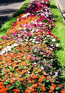 春,插花,小花