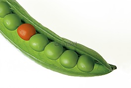 豌豆,pod,豌豆莢